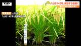 暑さに強いコメの新品種誕生へ!「山形142号」が県奨励品種に 再来年のデビュー目指し名前を募集中(山形) | 山形のニュース│TUYテレビユー山形