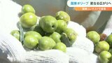 評価高まる国東オリーブ 国際コンテストで初の金賞受賞 県外からも参入 さらなる広がりへ 大分 | 大分のニュース|OBS NEWS|大分放送