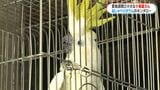 街の小さな小鳥屋さん おしゃべりオウムのキンタローは20歳 創業46年、鹿児島市で唯一 愛鳥週間|TBS NEWS DIG