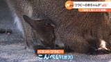 「初めて見たので感動」母親の袋の中からひょっこりと…ワラビーの赤ちゃんが誕生＝静岡・東伊豆町|TBS NEWS DIG