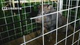 住宅街を徘徊していたイノシシついに御用 捕獲直後は檻を突き破ろうとする様子も うるま市|TBS NEWS DIG