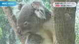 名古屋から来た2匹のコアラ 平川動物公園で公開始まる 穏やかな食いしん坊・耳が特徴的な元気者 | 鹿児島のニュース|MBC NEWS|南日本放送