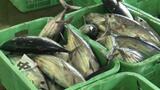 「脂のり、最高の味わい」 愛南町の漁港でカツオの水揚げ盛ん | 愛媛のニュース - Nスタえひめ|あいテレビは6チャンネル