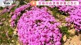 ボランティアによって守られる景色　春の名物 「立谷川の芝桜」が見ごろ！ 荒地だった場所が美しい景色に（山形）　|　山形のニュース│TUYテレビユー山形
