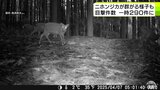 「二ホンジカ」の目撃件数が青森県で急増 県内で100年以上前に「絶滅」とされてきたものの…「なぜ?」 食害が拡大して生態系が乱れてしまう可能性も | 青森のニュース│ATV NEWS│青森テレビ