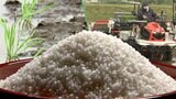 本格化する田植え コメ価格高騰を生産者はどう見る?そして今年の目標は? 岩手|TBS NEWS DIG