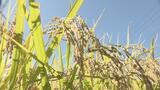 福島県産米の作柄「やや良」猛暑影響あるものの収穫量増加の見込み　|　福島のニュース│TUF