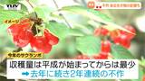 県議会で言及　2年続けて不作のさくらんぼ　要因のひとつは、生育に大きく影響する "ハチ"の異変（山形）|TBS NEWS DIG