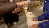 「めちゃくちゃかわいい」「思ったよりやわらかい」牧場でヤギの赤ちゃんのミルクやり体験 期間はごくわずか...触れ合いも楽しめます=静岡・富士宮市　|　静岡のニュース | SBSNEWS | 静岡放送
