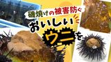 「養殖ウニ」の試食会 通年で養殖可能な新施設も公開…宗像ウニプロジェクト 福岡 | 福岡のニュース|RKB NEWS|RKB毎日放送