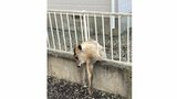 【現場写真】カモシカは女性にケガさせるも、民家のフェンスに挟まり捕獲(山形・東根市) | 山形のニュース│TUYテレビユー山形