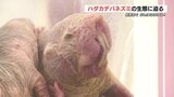 ハダカデバネズミ展 ネズミだけど「がん」になりにくく長生きという特徴に注目集まる | 熊本のニュース|RKK NEWS|RKK熊本放送