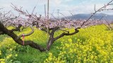 農園に咲く桃の花と菜の花 例年より一足早く見頃迎える 山梨・笛吹市 | 山梨のニュース | UTYテレビ山梨