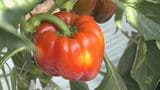 肉厚でみずみずしいブランド野菜 真っ赤な「飛騨パプリカ」秋にはりんごのように甘い 岐阜・高山市の東農園では1日5000個収穫中|TBS NEWS DIG