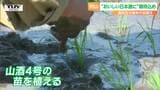 “おいしい日本酒に”期待込め 高校生が酒米の田植え | 山形のニュース│TUYテレビユー山形