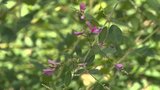 “花の寺”に秋の訪れ 平泉の毛越寺で「萩まつり」始まる 限定・切り絵の御朱印も 岩手|TBS NEWS DIG