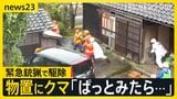 富山で民家の物置にクマ侵入→緊急銃猟で駆除　観光地ではクマめぐる“誤情報”も…目撃されたのはクマではなく“ニホンカモシカ”【news23】|TBS NEWS DIG