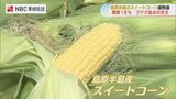 糖度は18度ブドウ並みの甘さ　島原半島産スイートコーン　|　長崎のニュース | 天気 | NBC長崎放送
