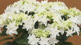 父の日にアジサイを　島根県開発の白いアジサイ「月うさぎ」　|　BSSニュース | BSS山陰放送