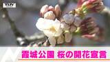 山形市の霞城公園 観測史上最も早い開花 | 山形のニュース│TUYテレビユー山形