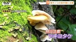 毒キノコの見分け方を専門家に聞く 身近なキノコの中に潜む "ソックリ" な毒キノコとは?「焼いたら大丈夫」「干したら大丈夫」は迷信 身を守るために大切なこととは|TBS NEWS DIG