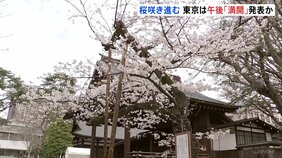 東京の桜 午後に「満開」発表か 午前10時頃の時点では七分咲き|TBS NEWS DIG