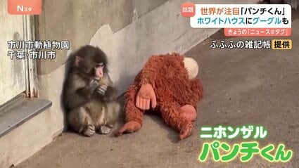 ぬいぐるみがお母さん”の子ザル「パンチくん」 ホワイトハウスにGoogle