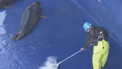 鳥羽水族館で年末恒例の大掃除 アシカやアザラシの水槽で 高圧洗浄機や