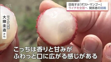 マンゴーよりもライチやな」 国内流通わずか2％未満の超希少な「生