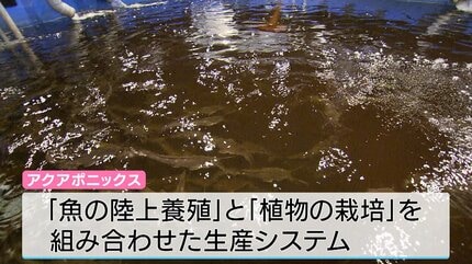 魚の陸上養殖」と「植物の栽培」を同時に‼ 新たな生産システム「アクア