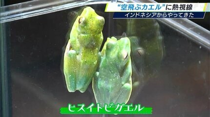 空飛ぶカエルがインドネシアからやってきた「飛ぶところをみてみたい