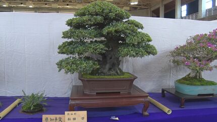 緑の芸術」見事な枝ぶり勢ぞろい 県盆栽連合展 うるま市 | 沖縄の
