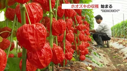 先祖の霊を導く「提灯」お盆用ホオズキの収穫はじまる ドライフラワー