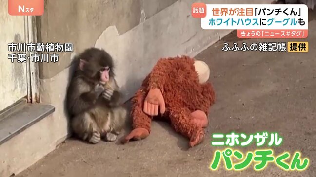 “ぬいぐるみがお母さん”の子ザル「パンチくん」 ホワイトハウスにGoogleまで…世界が熱視線！　千葉県・市川市動植物園|TBS NEWS DIG