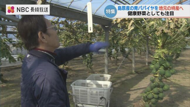 ”青パパイヤ 地元の特産に”　長崎県島原市の農園 販路拡大に挑む！ ”健康野菜”としても注目|TBS NEWS DIG