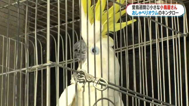 街の小さな小鳥屋さん　おしゃべりオウムのキンタローは20歳　創業46年、鹿児島市で唯一　愛鳥週間|TBS NEWS DIG