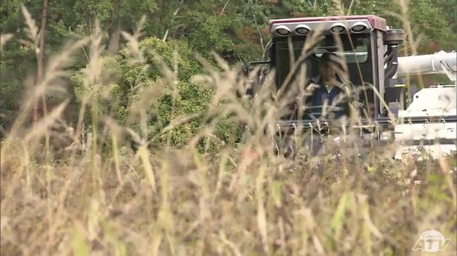「ソバの実」の収穫が最盛期も…　収穫量は約3割減少の見込み　夏場の記録的な猛暑などが影響　一方で香りや品質は上々　生産者「おいしいと知ってもらえれば作る私たちも本当にうれしい」　青森市|TBS NEWS DIG