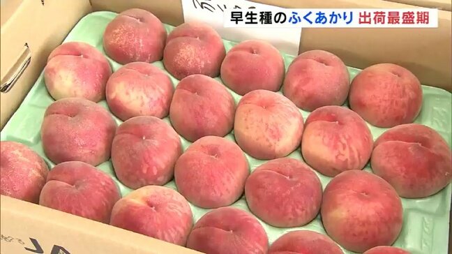 「冷やして丸かじり」早生種のふくあかりが出荷最盛期　あかつきは28日ごろピークか　福島|TBS NEWS DIG