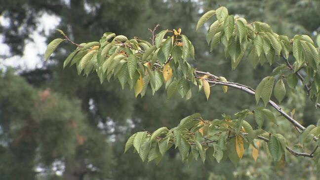 11日夕方にかけて大雨の見込み 石川県内で土砂災害や低い土地の浸水・河川の増水・竜巻などに警戒|TBS NEWS DIG