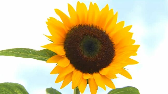 高さ2ｍに成長…ひまわり満開　涼しげな滝に「癒される」　35度超、熱中症に要警戒　鹿児島|TBS NEWS DIG