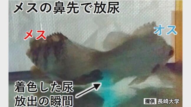 メスの鼻先で放尿!食用などで人気の海水魚「メバル」の求愛行動を世界で初めて解明 長崎大学の研究グループ|TBS NEWS DIG