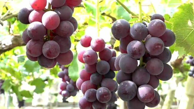 「糖度20～21度」ぶどう収獲始まる　鹿児島県内生産量トップ・薩摩川内市|TBS NEWS DIG