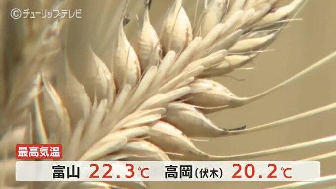 「麦秋」ビール麦上々　青空広がるなか「二条大麦」収穫始まる　富山・黒部市　|　富山のニュース｜天気・防災｜チューリップテレビ