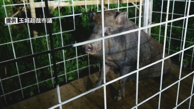 住宅街を徘徊していたイノシシついに御用　捕獲直後は檻を突き破ろうとする様子も　うるま市　|　沖縄のニュース｜RBC 琉球放送