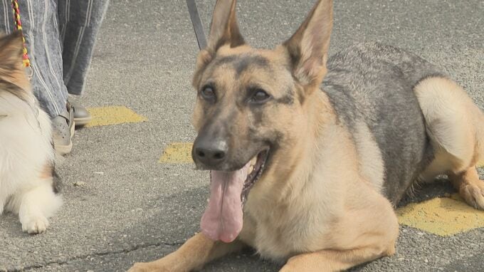 「自宅から200メートルほど離れた人目につかない田んぼにいた」嘱託警察犬に感謝状　|　山口のニュース・天気・防災｜tys NEWS｜ｔｙｓテレビ山口