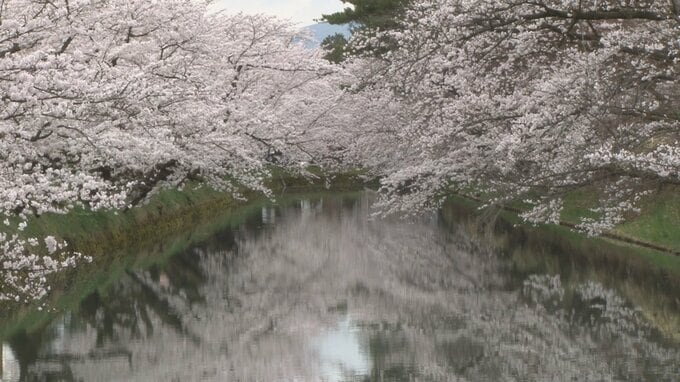 【青森・桜前線リポート】国内屈指の『桜の名所』・弘前公園　～満開の外堀のサクラ～|TBS NEWS DIG