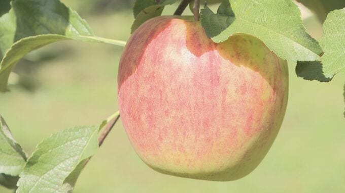 「毎年開園を待っている」ファンも絶賛！もぎたてリンゴ食べ放題がスタート　山口　　|　山口のニュース・天気・防災｜tys NEWS｜ｔｙｓテレビ山口