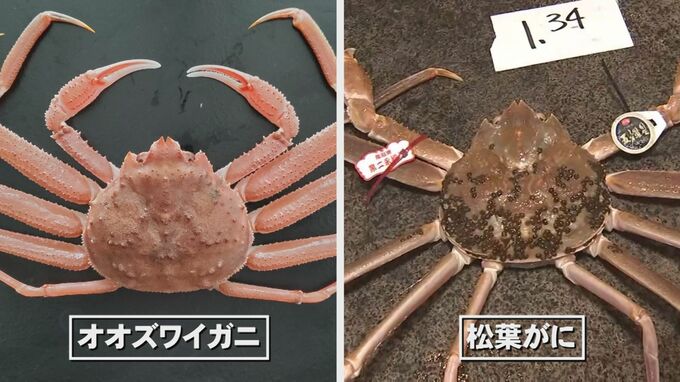 北海道で大量発生中の厄介者「オオズワイガニ」　「松葉がに」とよく似ている？味は？　成長速度約4倍…カニ相場への影響に警戒感も|TBS NEWS DIG