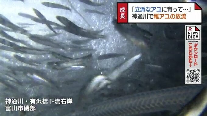 「大きく育って…」神通川に稚アユ放流　アユ漁の解禁は6月16日　富山　|　富山のニュース｜天気・防災｜チューリップテレビ