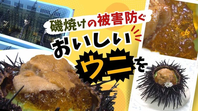 「養殖ウニ」の試食会　通年で養殖可能な新施設も公開…宗像ウニプロジェクト　福岡　|　福岡のニュース｜RKB NEWS｜RKB毎日放送